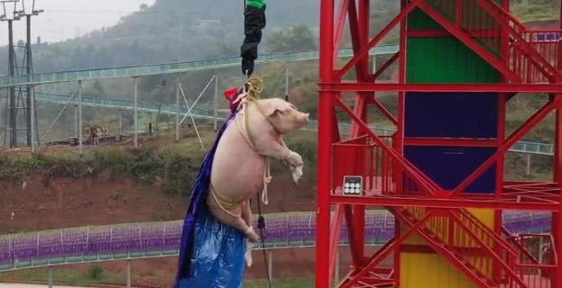 綁豬蹦極景區致歉 豬很淡定已經送去屠宰場